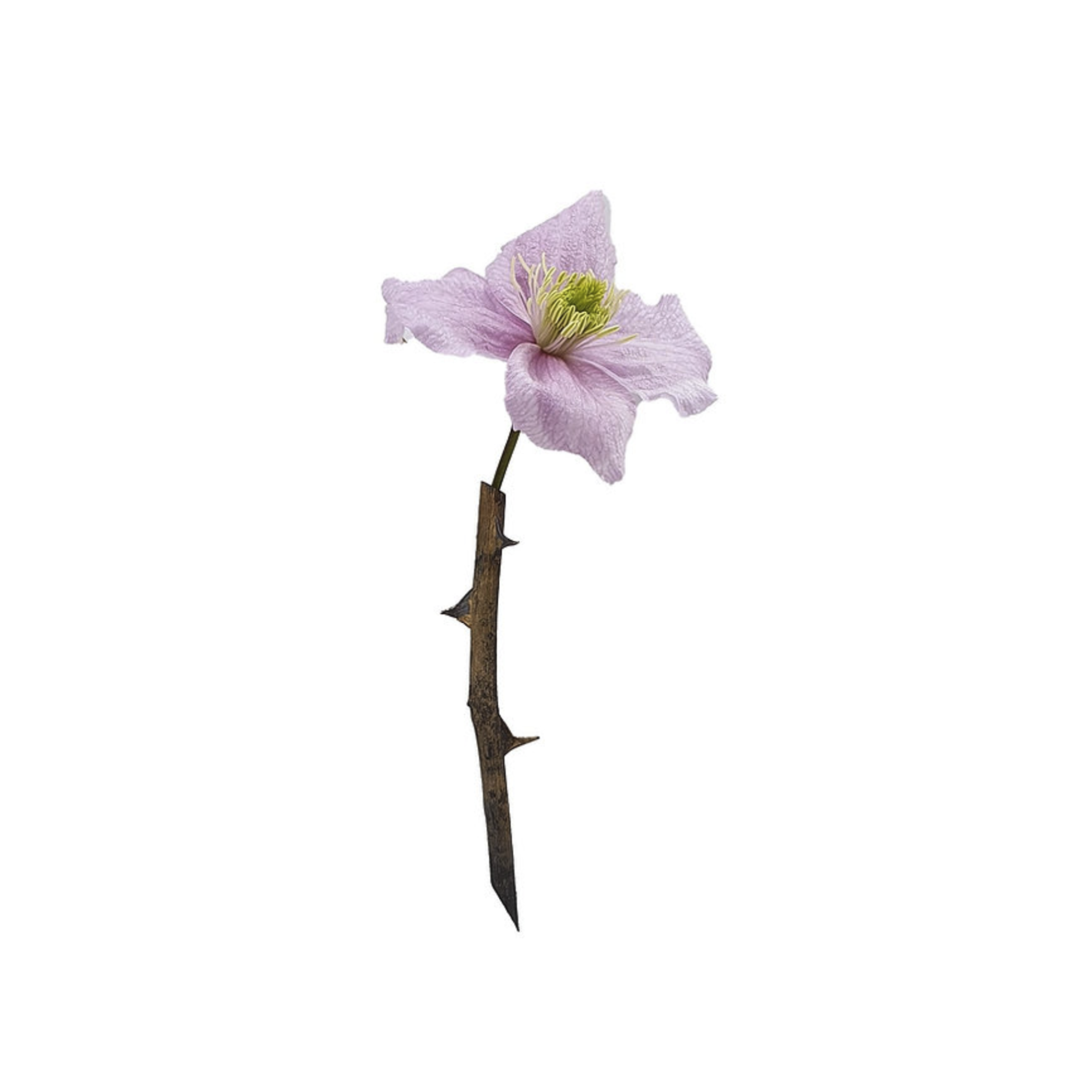 Mass Lee Rosa Brooch Bronze